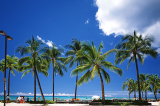hnl_beach06w472_c.jpg